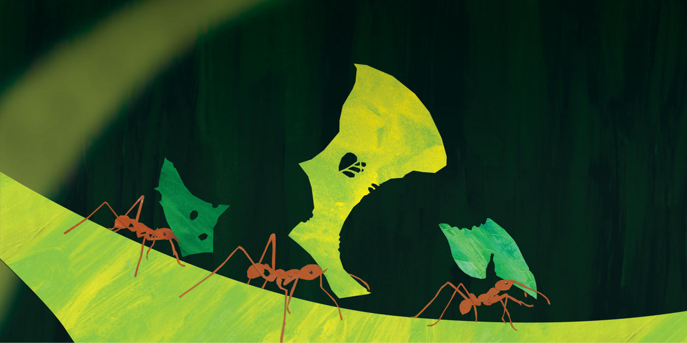 Oz Publishing counting big book banner showing artwork of 3 ants on a leaf