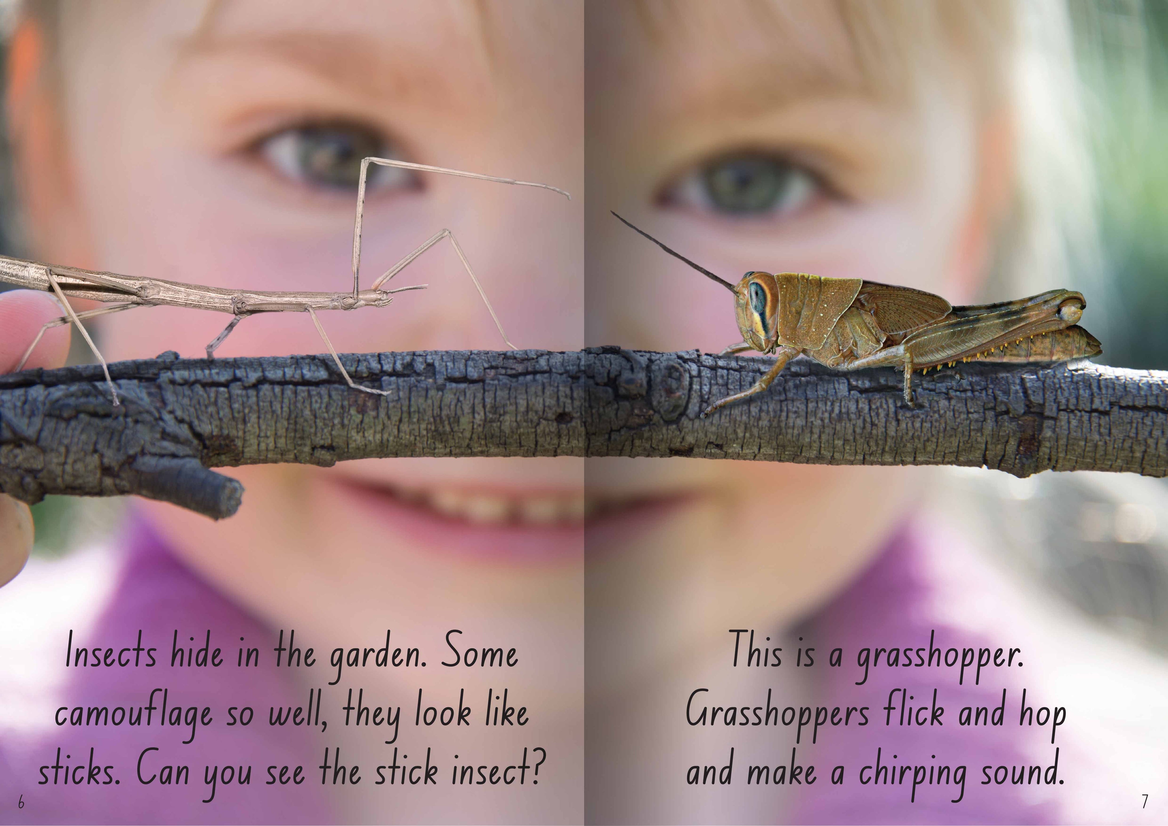 Knowing Insects Let's Learn about Insects Big Book — Oz Publishing