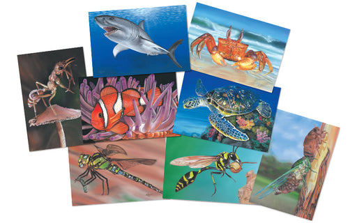 Insect and Sea Creatures Poster Kit